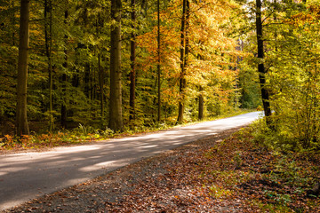 Asphalt road and beautiful autumn forest. Nature scenery with lots of colorful foliage. Kashubia, northern Poland.