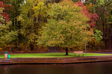 Tree by the Water
