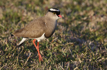 Crowned Plover Bird