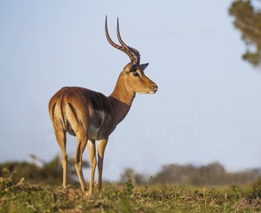 Handsome male Impala antelope