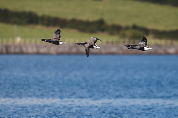 Brent Goose, Branta bernicla