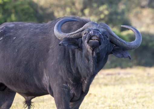 Male Buffalo with Hge Horns