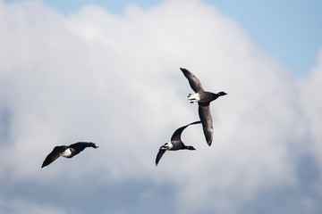 Brent Goose, Branta bernicla