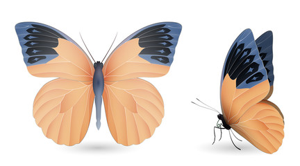 Set of colorful butterflies. Front and side view