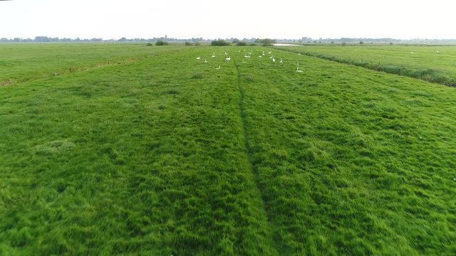 Aerial footage of meadow with group of swans resting and eating grass stable drone flying over large birds with big white wings standing underneath camera drone 4k high resolution quality footage