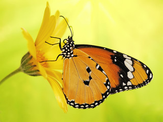 Plain tiger butterfly, Danaus chrysippus, on a marigold flower. Plain tiger is the most widespread butterfly in the world. The bright orange butterfly on yellow flower show up on blurred background