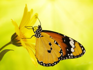 Plain tiger butterfly, Danaus chrysippus, on a marigold flower. Plain tiger is the most widespread butterfly in the world. Bright orange butterfly and yellow flower show up on blurred background