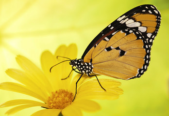 Plain tiger butterfly, Danaus chrysippus, sits on a marigold flower. Plain tiger is the most widespread butterfly in the world. Bright orange butterfly and yellow flower show up on blurred background.