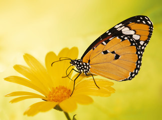 Plain tiger butterfly, Danaus chrysippus, feeds on a marigold flower. Plain tiger is the most widespread butterfly in the world. Bright orange butterfly and yellow flower show up on blurred background