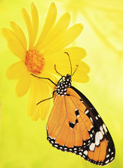 Plain tiger butterfly, Danaus chrysippus, on a marigold flower. Plain tiger is the most widespread butterfly in the world. Bright orange butterfly and yellow flower show up warm on blurred background.