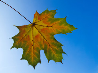 Autumn maple leaf