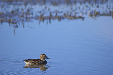 Lonely Teal