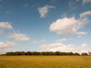 Fototapeta na wymiar beautiful empty farm plain flat grass land tree line and blue sky with clouds background