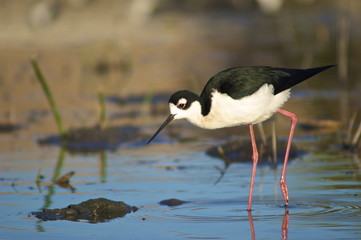 Black-necked Stilt