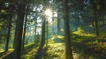 Magical mountain forest with the trees growing on hills . Warm sunbeams illuminating the trunks and lovely plants. Gimbal shot with parallax effect. - Powered by Adobe