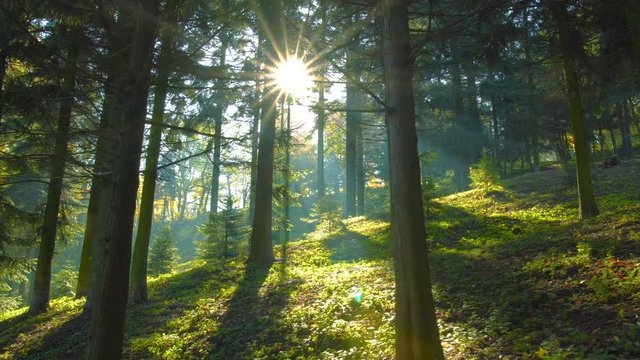 Magical mountain forest with the trees growing on hills . Warm sunbeams illuminating the trunks and lovely plants. Gimbal shot with parallax effect.
