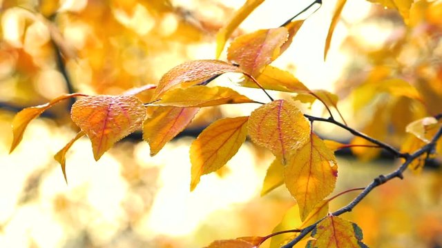 Autumn leaves with a drops of dew trembling on wind