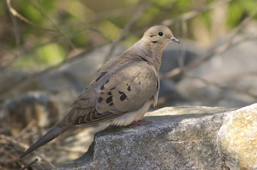 Mourning Dove Resting in the Shade