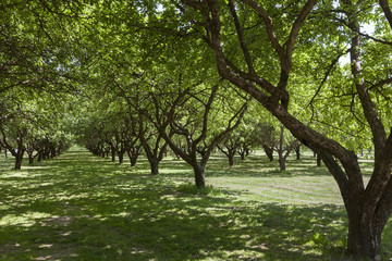 Fototapeta premium Trees in the park, summer