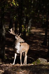 Fallow deer (Dama dama), male