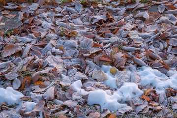 凍てつく落ち葉たち