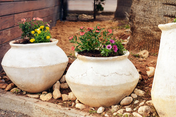 flower plants growing in ceramic pots outside at daylite