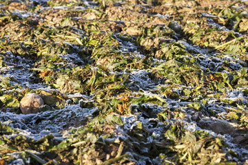 beetroot frozen crops