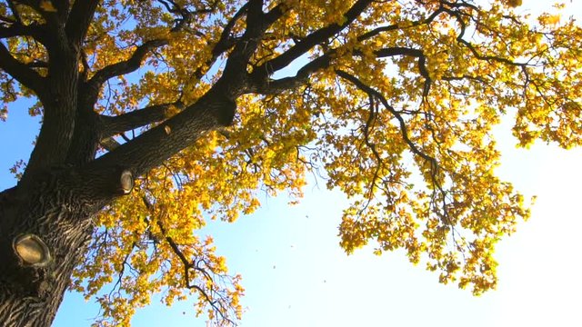 Leaves falling down from the huge oak tree in slow motion.