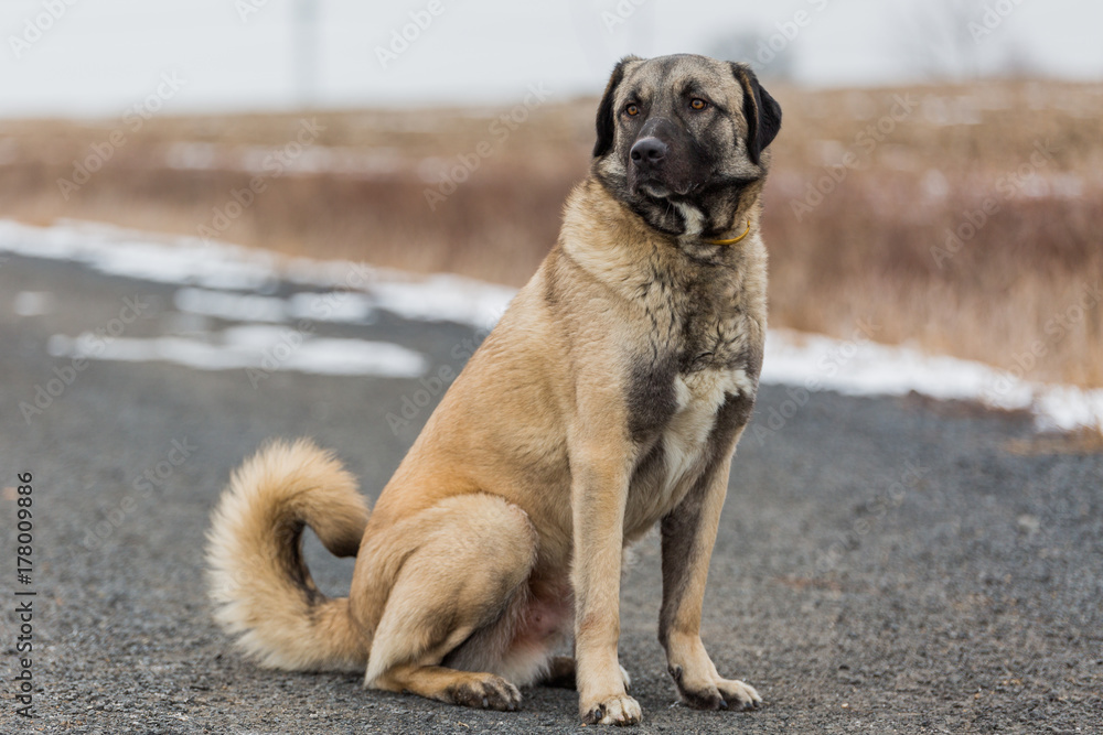 Wall mural anatolian shepherd