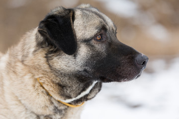 Anatolian Shepherd