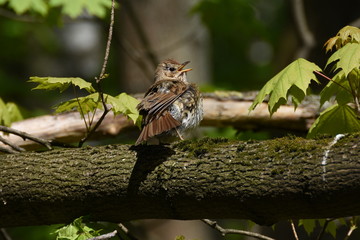 thrush