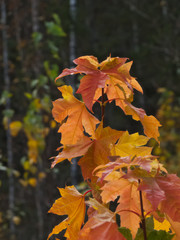Norway maple saplings-2