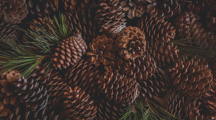 Pinecones in window light