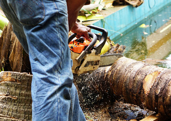 chainsaw engine cut coconut tree