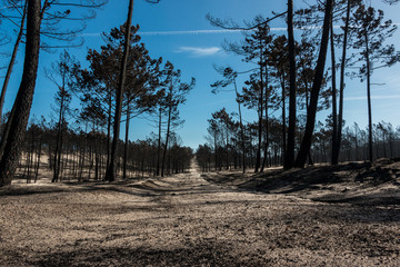 Fires in Portugal - Leiria pine forest great fire.