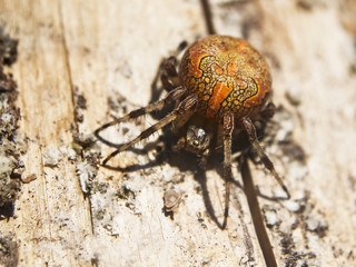 Marbled orb-weaver, or garden cross spider, Araneus marmoreus, sits on a wood surface. The orange spider is lightened with the evening sunlight.