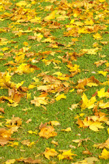 Maple leafs