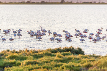 Flamingos in Ebro Delta nature park, Tarragona, Catalunya, Spain. Copy space for text.