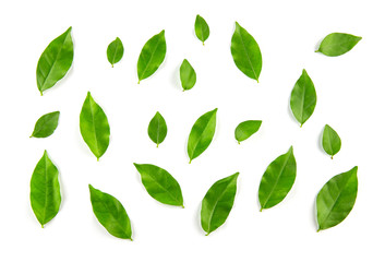 Collage of leaves on white background