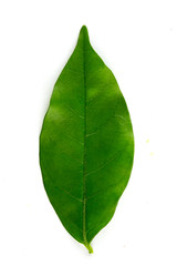 Obraz premium green leaf on a white background, clipping part