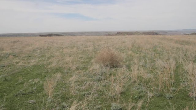 the grass "tumbleweed" slides on the steppe on wind 