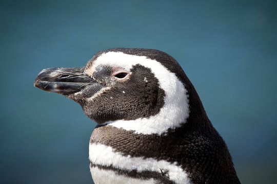 Magellanic penguin - Pinguim de Magalh??es