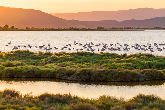 Fototapeta Flamingos in Ebro Delta nature park, Tarragona, Catalunya, Spain. Copy space for text.