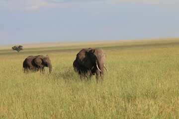 Fototapeta na wymiar Elephant With Her Calf