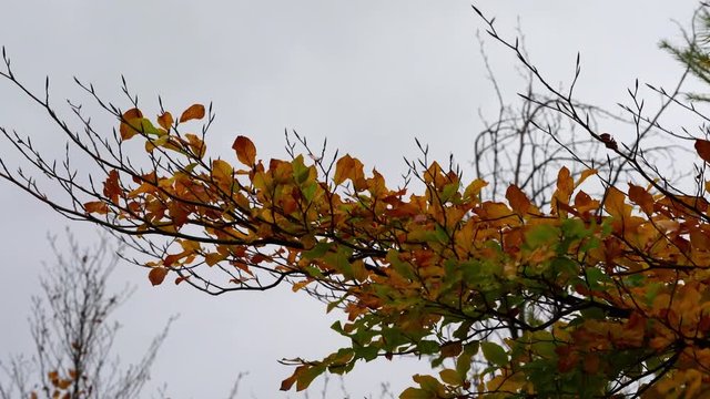 Autumn leaves in the wind - (4K)