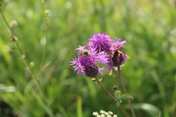 The world of insects
