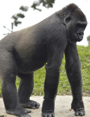 Fototapeta premium Gorilla