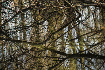 Riflessi di rami sull'acqua in un piccolo laghetto di campagna