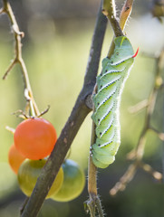 Tomato Hornworm on a Sun Gold Tomato Plant © brandtbolding