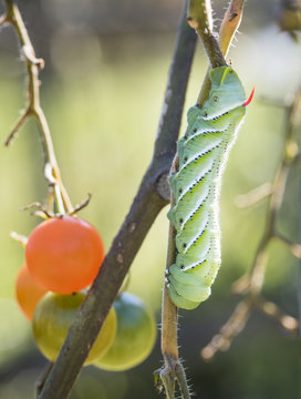 Tomato Hornworm on a Sun Gold Tomato Plant